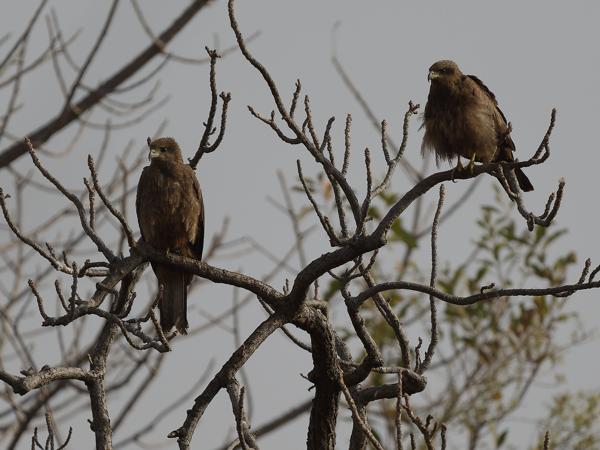 <h3><a href="/trips/gambia/biota/animalia/chordata/aves/017 accipitriformes/004 accipitridae/milvus aegyptius/milvus aegyptius-nl.html">Milvus&nbsp;aegyptius</a> / Yellow‑billed&nbsp;kite / Geelsnavelwouw</h3>OM-1 Mark II met OLYMPUS M.150-400mm F4.5, 1/2000 sec  bij F4.5, ISO 200, afstand 44.6&nbsp;m